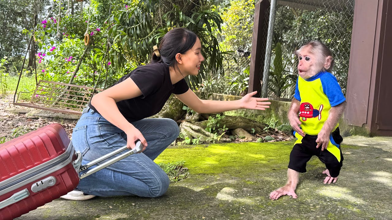 Monkey Mynu excited burst into happiness when Mom surprise returned home