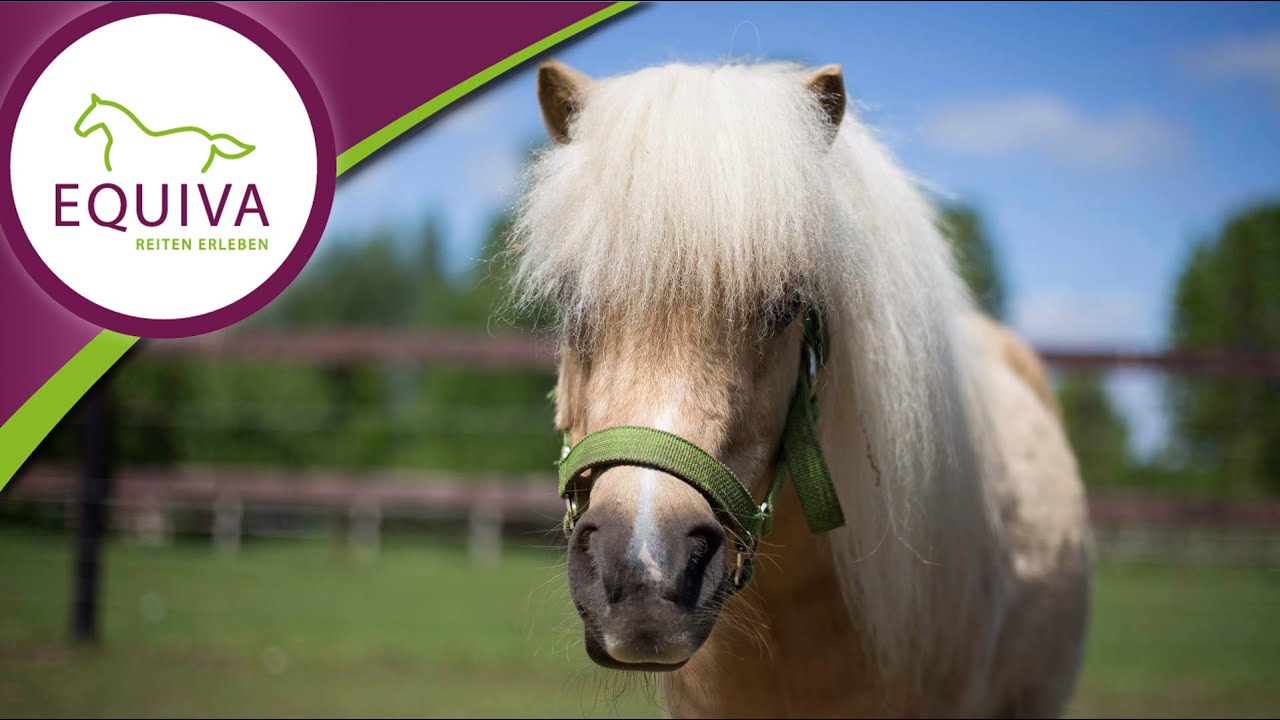 Das Shetlandpony im Rasseportrait