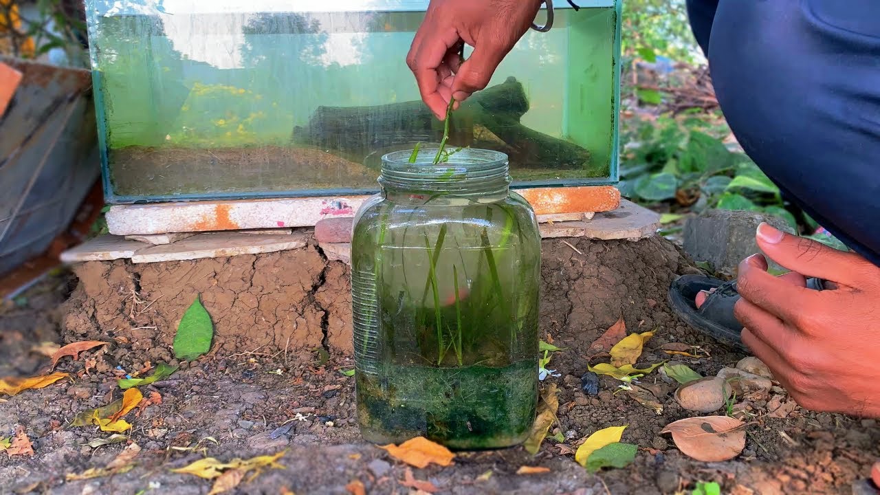 Garden Soil Se Aquarium Banana Safe Hai? Ye Sach 90% Log Ignore Karte Hain