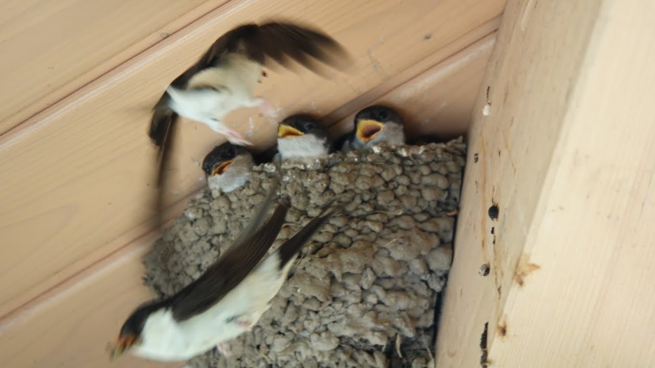 Mehlschwalben (Delichon urbicum), die ihre 4 Jungen im Nest füttern. Saison 2025!