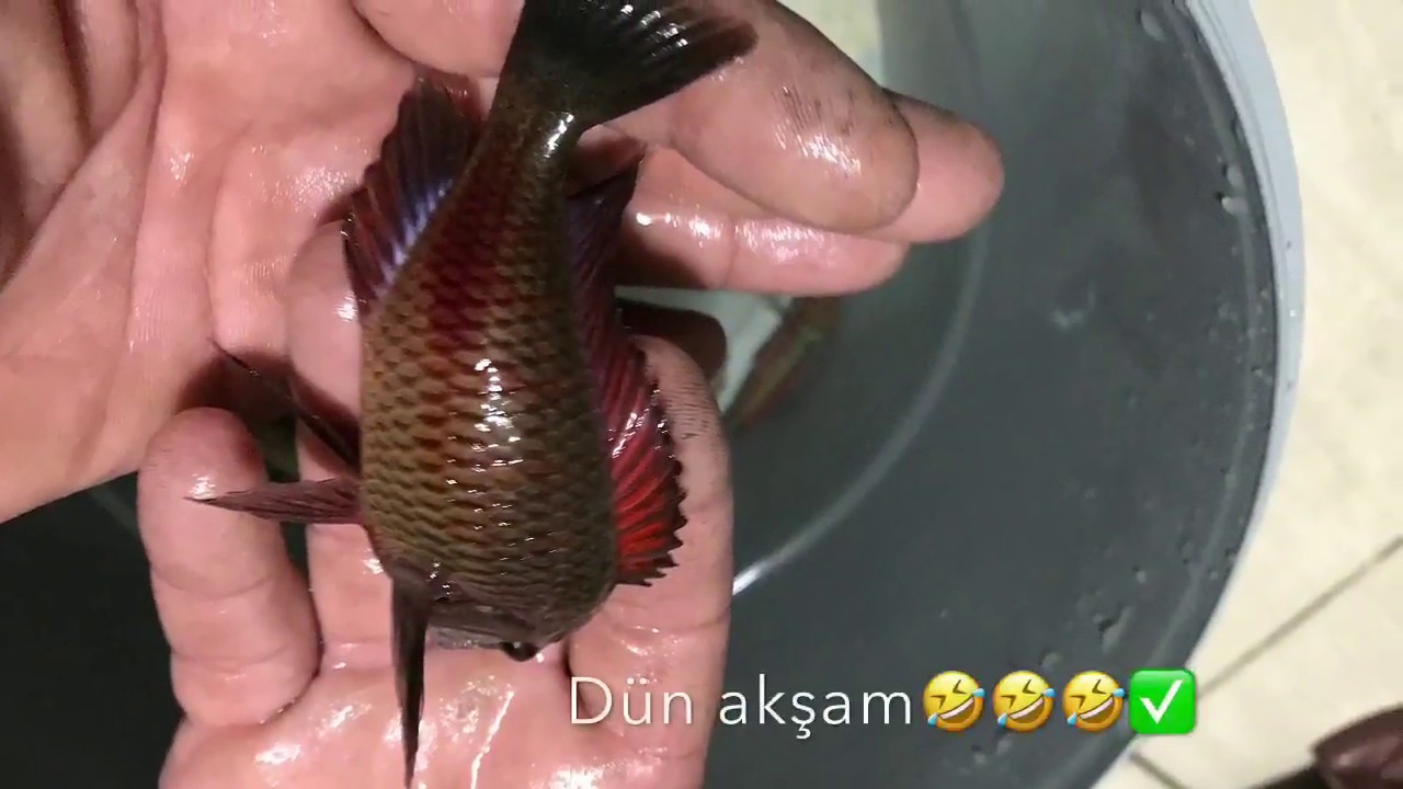 TROPHEUS RED MOLİRO & CALVUS RED FİN [ Ateşin çocukları]