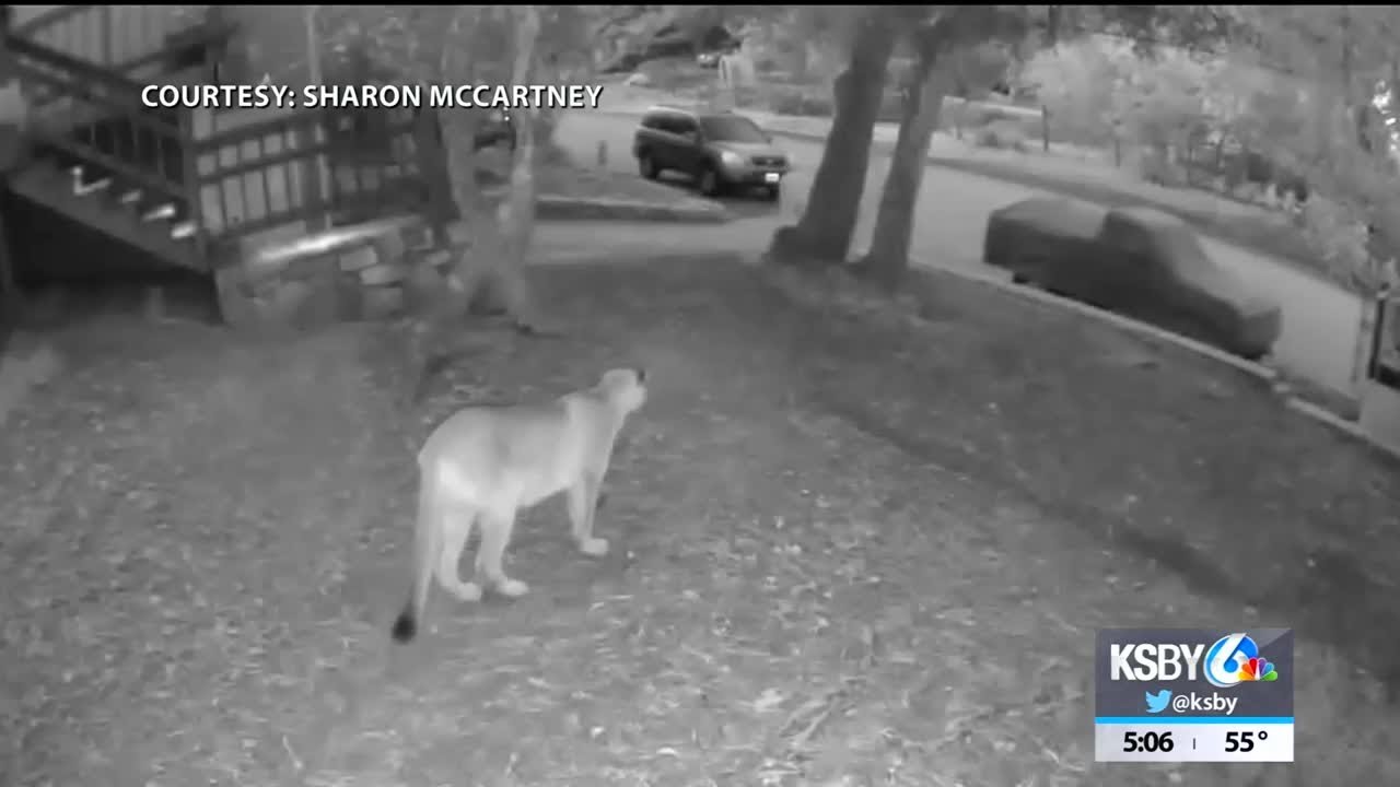 Cambria couple shares surveillance video of mountain lion sighting