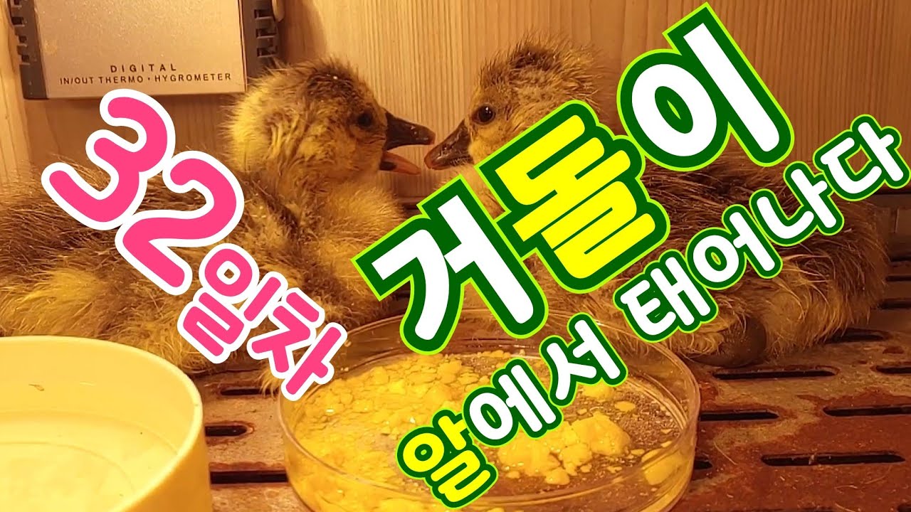 거위수명은 몇살?? 거위키우기를 시도하여 7개의 거위알중 몇개나 부화했을까요?