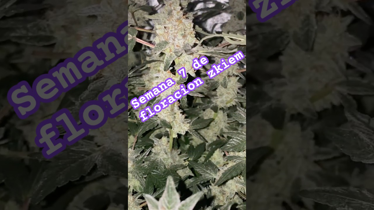 Zkiem semana 7 floraci&oacute;n. #cannabiseducativo #cannabislegal #cultivocannabico #plants