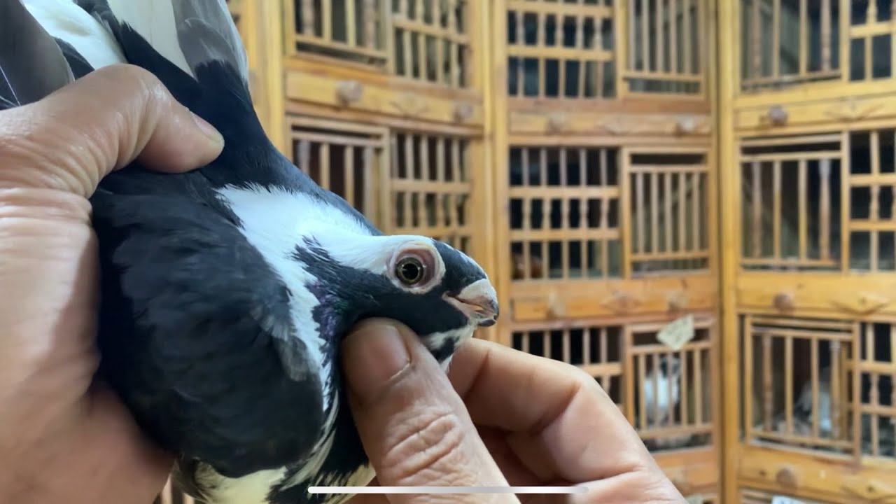 أتعلم حمام عشان تبقى غاوى#مدرسةالغية