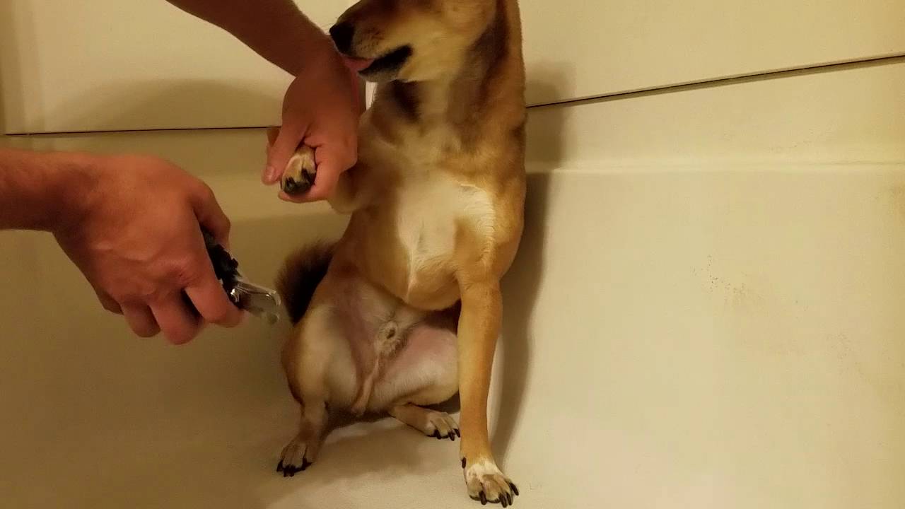 Angry Talkative Shiba Inu