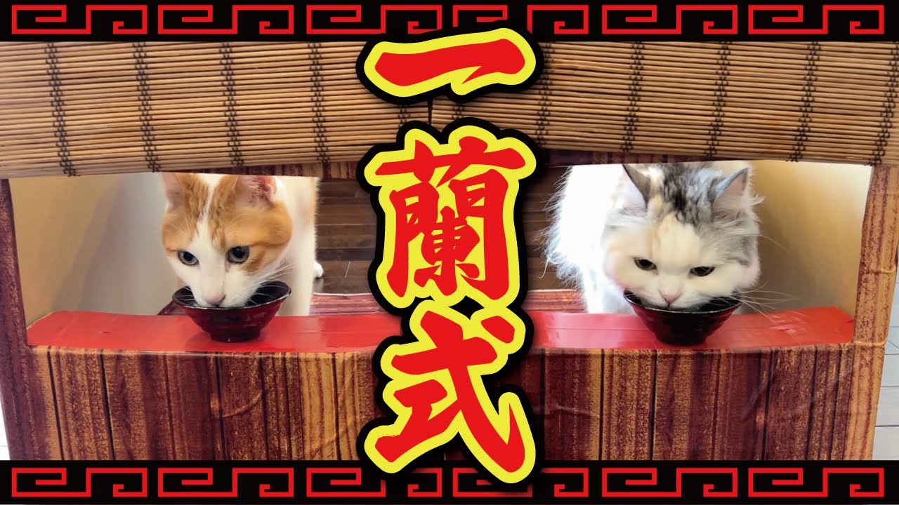 猫たちのご飯タイムを一蘭式にしてみたらまさかの結末に…