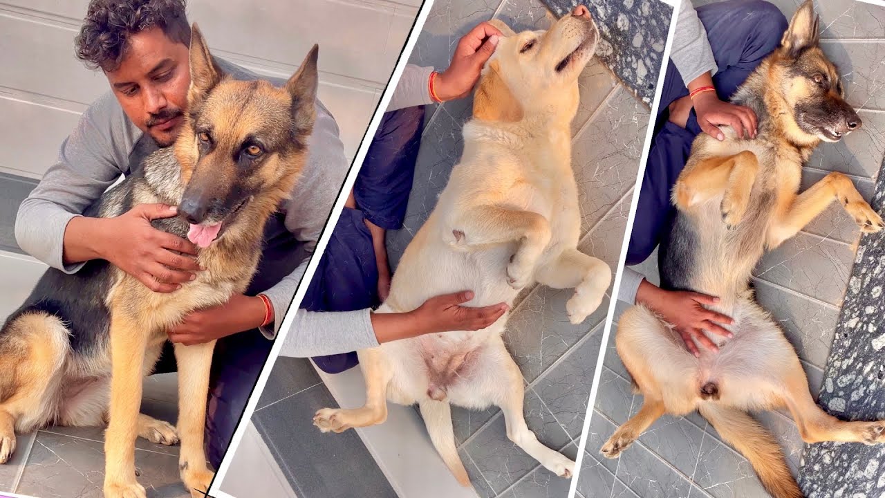 DOG DEMANDS BELLY RUB || German Shepherd and Labrador Retriever Videos || Dogs Wants Belly Massage 