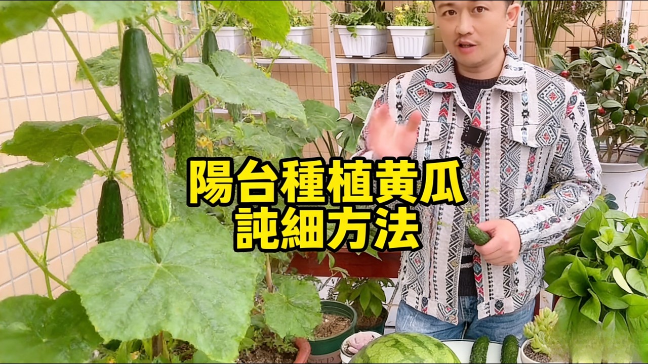 High-Yield Cucumber Guide這應該是陽台種植黃瓜比較高產，單顆可以長 35 根黃瓜的詳細方法。
