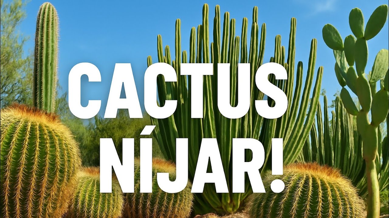 Cactus Níjar: Der spektakuläre Kakteengarten in Andalusien