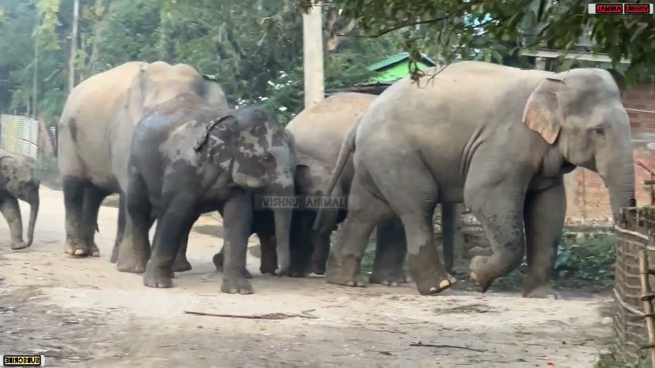 “Rare Elephant Family Moment Caught on Camera”9 January 2026 #assam #animals 