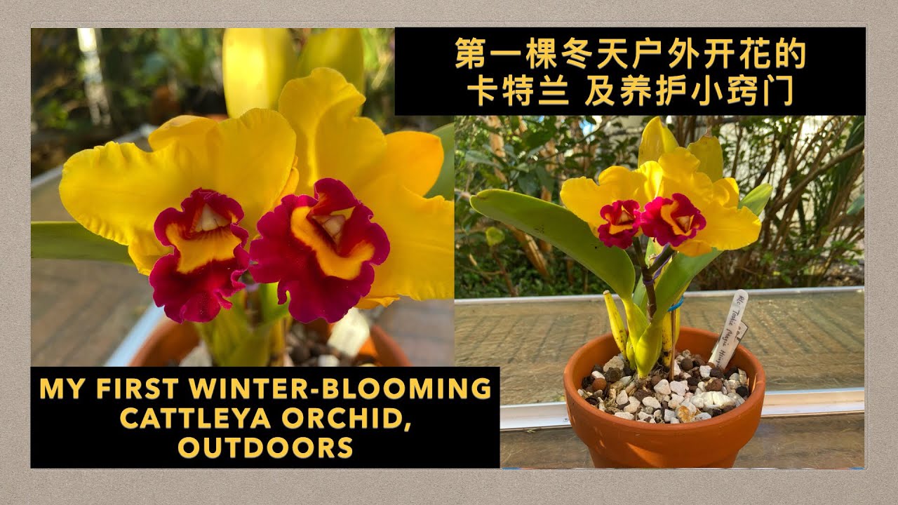 GS-43 这棵冬天户外开花的卡特兰，有一年多次开花的潜力？以及养护小窍门 an outdoor winter-blooming Cattleya orchid and its care tips