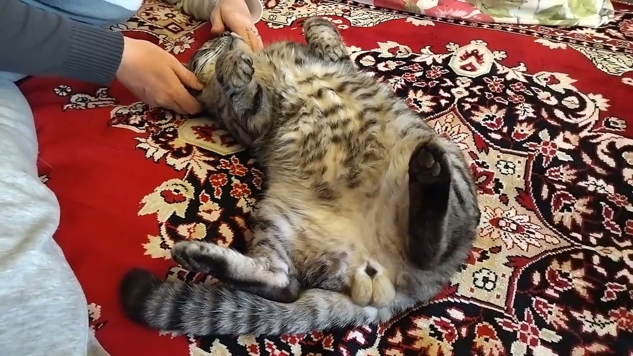 Super Beautiful Cat Getting a Massage. Cute Video!,🥰
