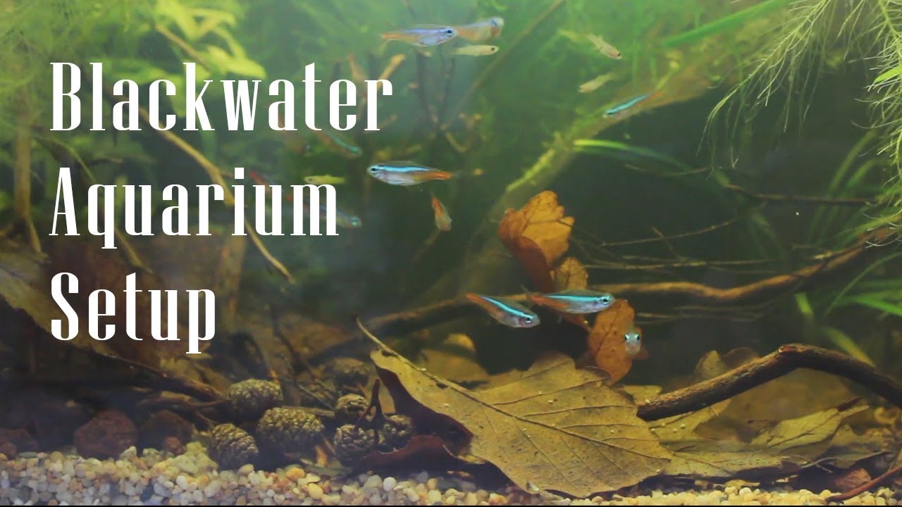 NanoBlackwater Aqaurium Setup - Biotope Aquascape