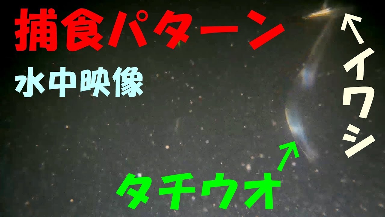 【水中映像】太刀魚の捕食パターン（実は目が良い！？）