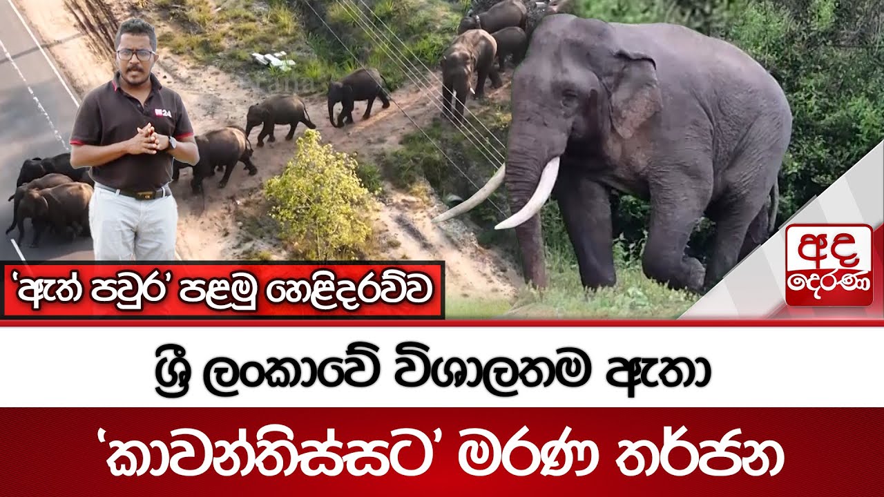 ශ්‍රී ලංකාවේ විශාලතම ඇතා 'කාවන්තිස්සට' මරණ තර්ජන - 'ඇත් පවුර' පළමු හෙළිදරව්ව