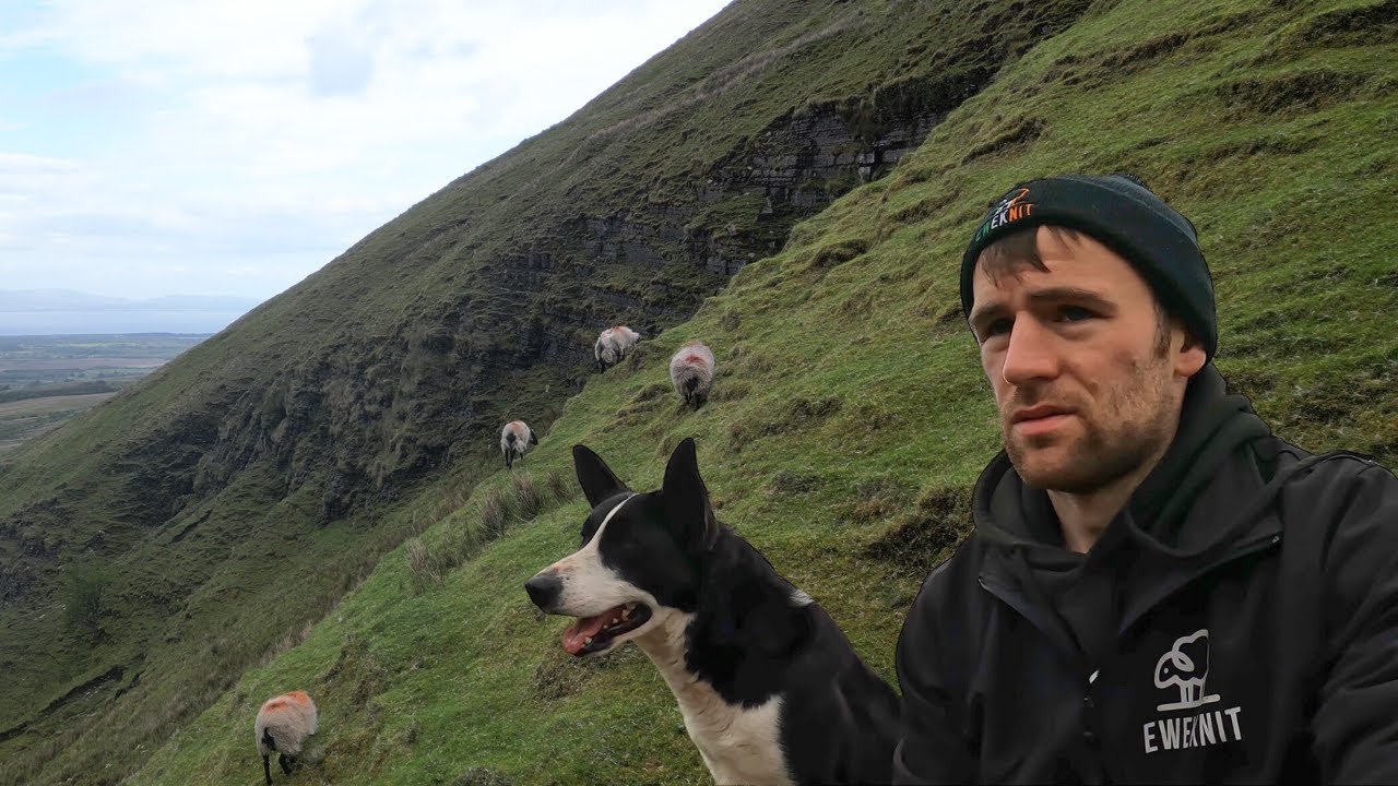 UNDERSTAFFED - CAN WE GET THE SHEEP IN WITHOUT HELP?