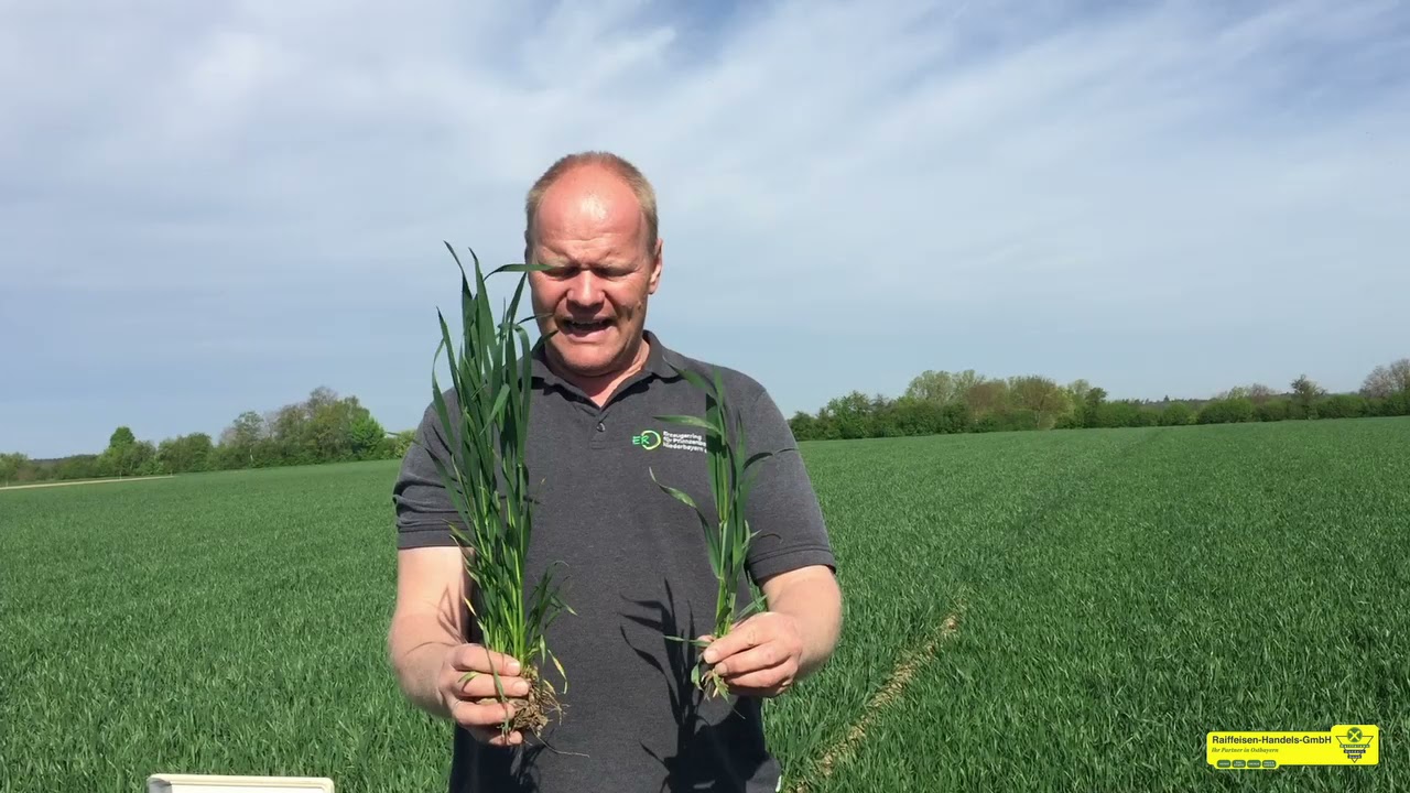 [RHG] Feldtag 2021 - Weizenvorstellung