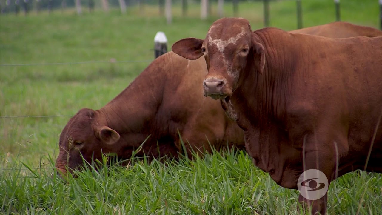 Costo beneficio de tener ganado Beefmaster