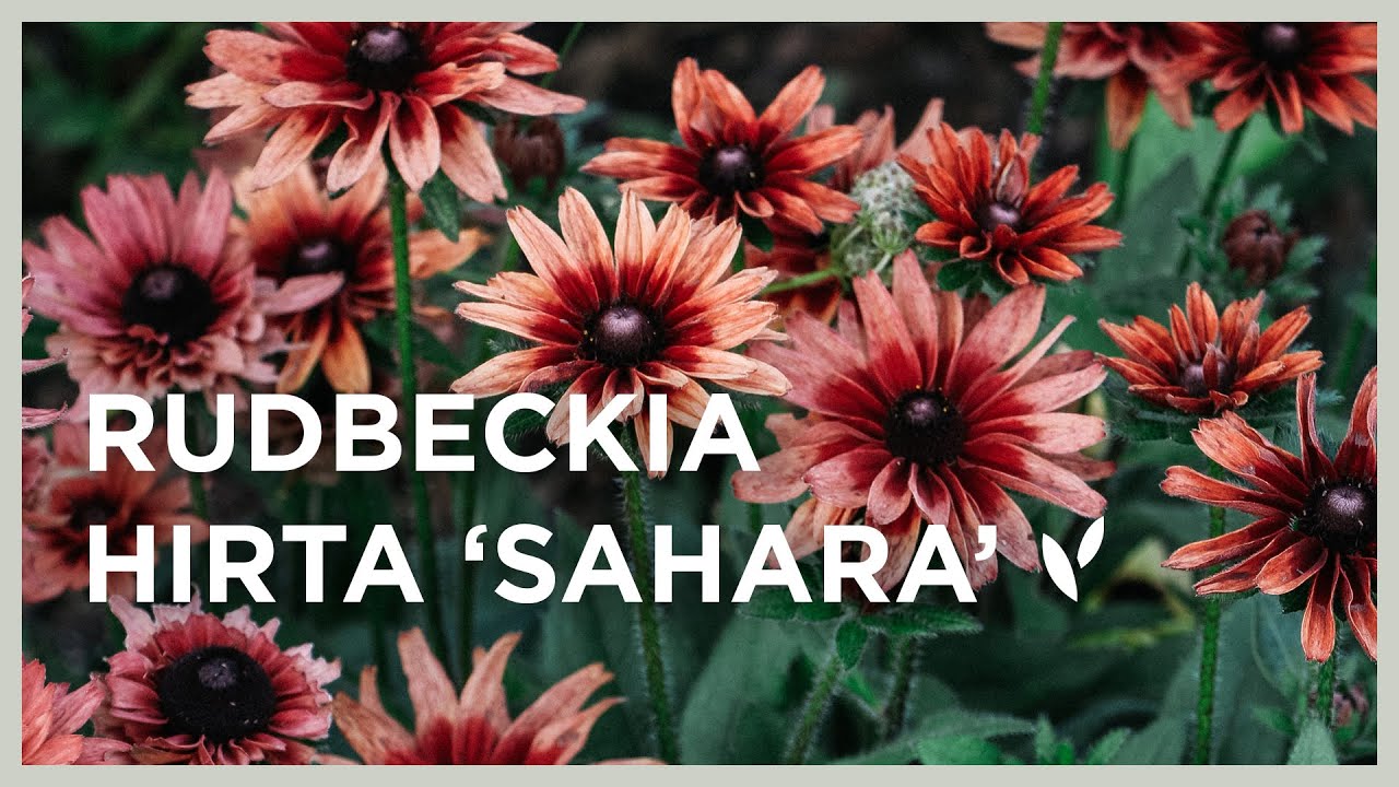 Rudbeckia hirta ‘Sahara’: de ideale plukbloem en borderplant I Angelo Dorny