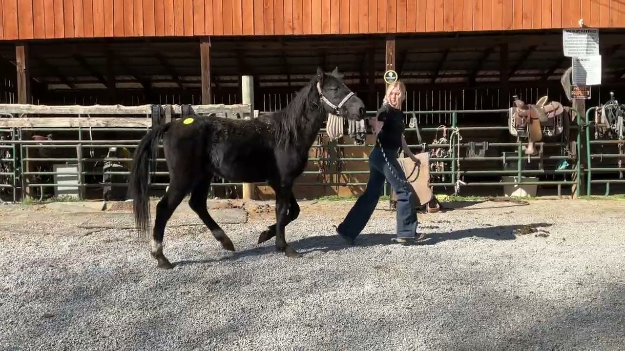 7169- gelding hackney 4yr old 13.2h $575 Deadline 2/27/26