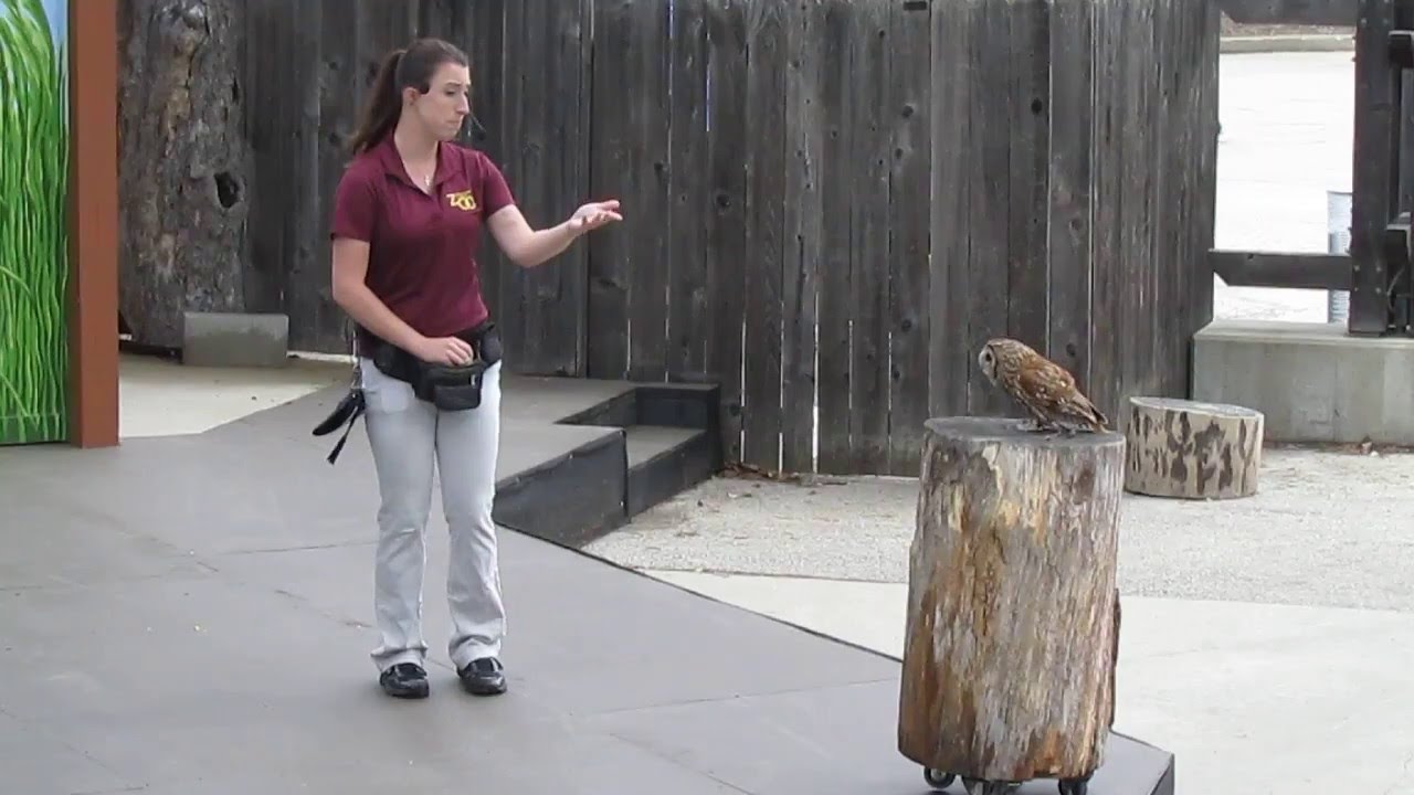 Milwaukee County Zoo Bird Show 2015