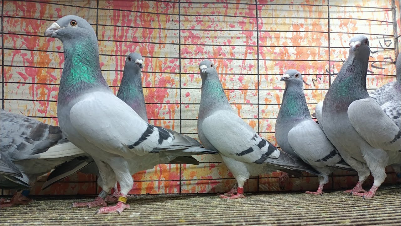 عرض القنبله 😱 عند يوسف مجموعه حمام دلبر🔥 ومراسلات 01111712200#العناني