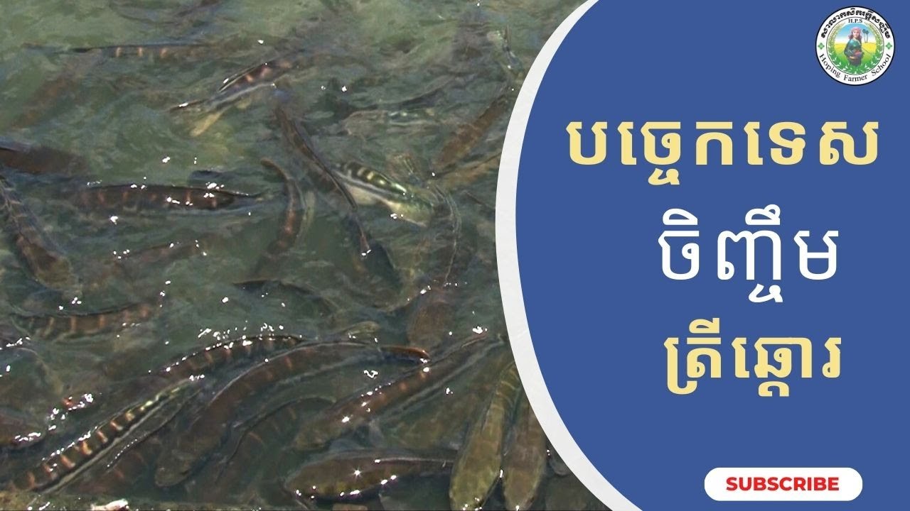 ការចិញ្ចឹមត្រីឆ្តោរ - នាទីកសិកម្ម