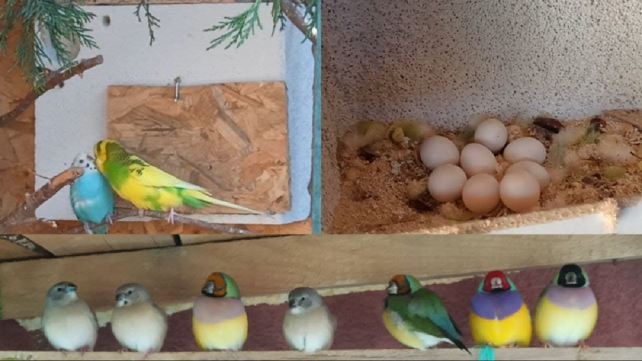 Salma Kafeste Gazbetondan (ytong) Muhabbet Kuşu Yuvaları ve Gökkuşağı İspinozu Ailesi
