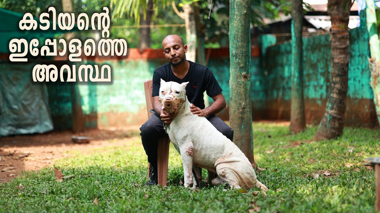 Dogo Update || Leonardo Voila