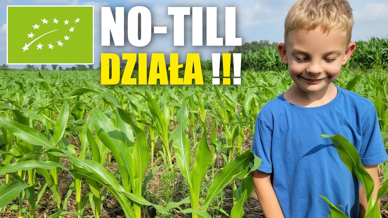 #4 NO-TILL Jednak udał się... | 43 dni od siewu KUKURYDZY :)