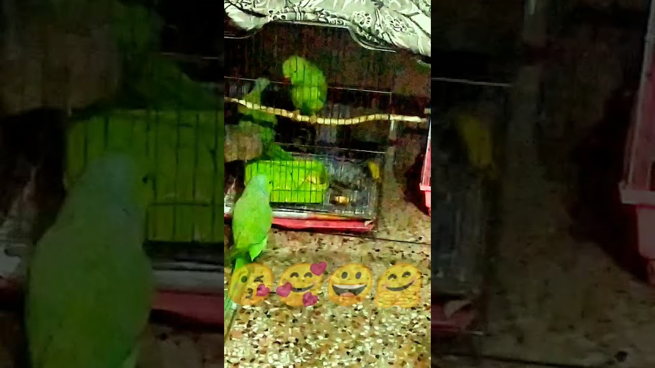 KuKu Kanak Kajal Ki Ladai Ho Gayi 😂😂