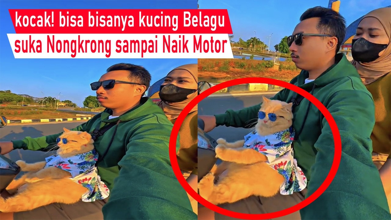 Asli Pasti Ngakak! kucing Belagu suka Nongkrong sampai Maksa Naik motor Mirip Bocil/Video kompilasi