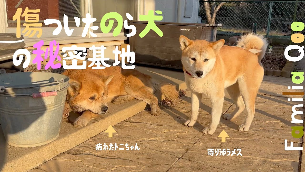 傷ついたのら犬の秘密基地【M.ダックスと近所ののら犬】