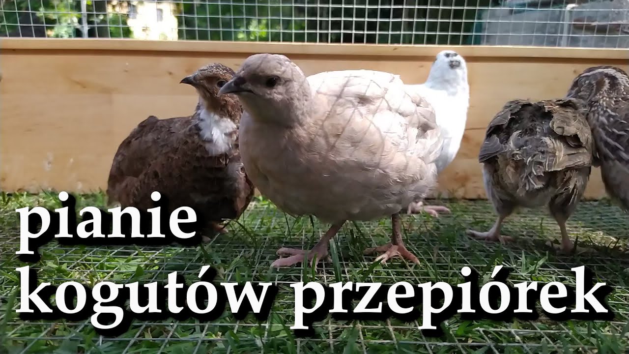 Pianie kogutów przepiórek