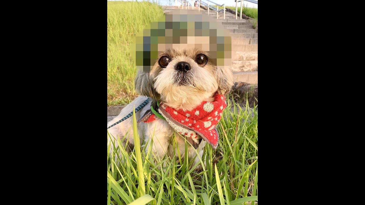 巨大スイカをもらった犬の末路 #Shorts