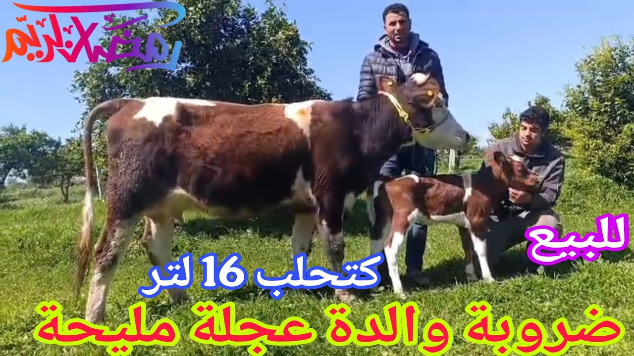 تباااارك الله 💫ضروبة والدة عجلة مليحة🌟 إتصل 06.67.49.08.31📞 ألو سي قاسم نواحي الغرب🇲🇦 