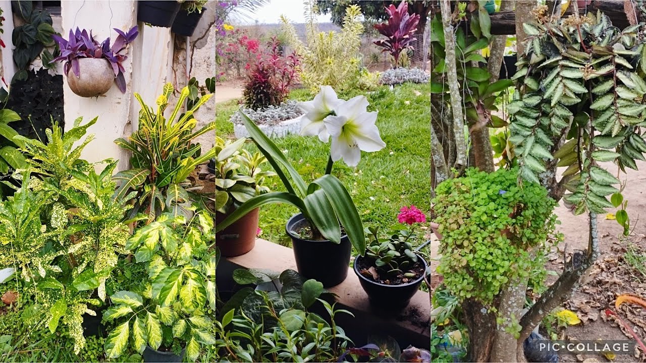 Melhores plantas pra cultivar em vasos: dicas do meu jardim🪴💐🌹🌷