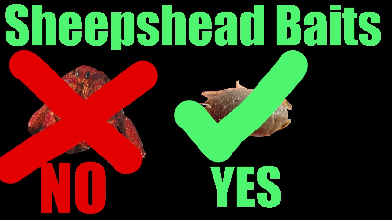 Top 10 Best Baits For Catching Sheepshead