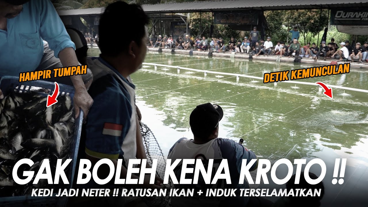 GARA GARA UMPAN KENA KROTO BIKIN KEDI KEWALAHAN !! RATUSAN EKOR IKAN + 1 INDUK SELAMAT || Am#676