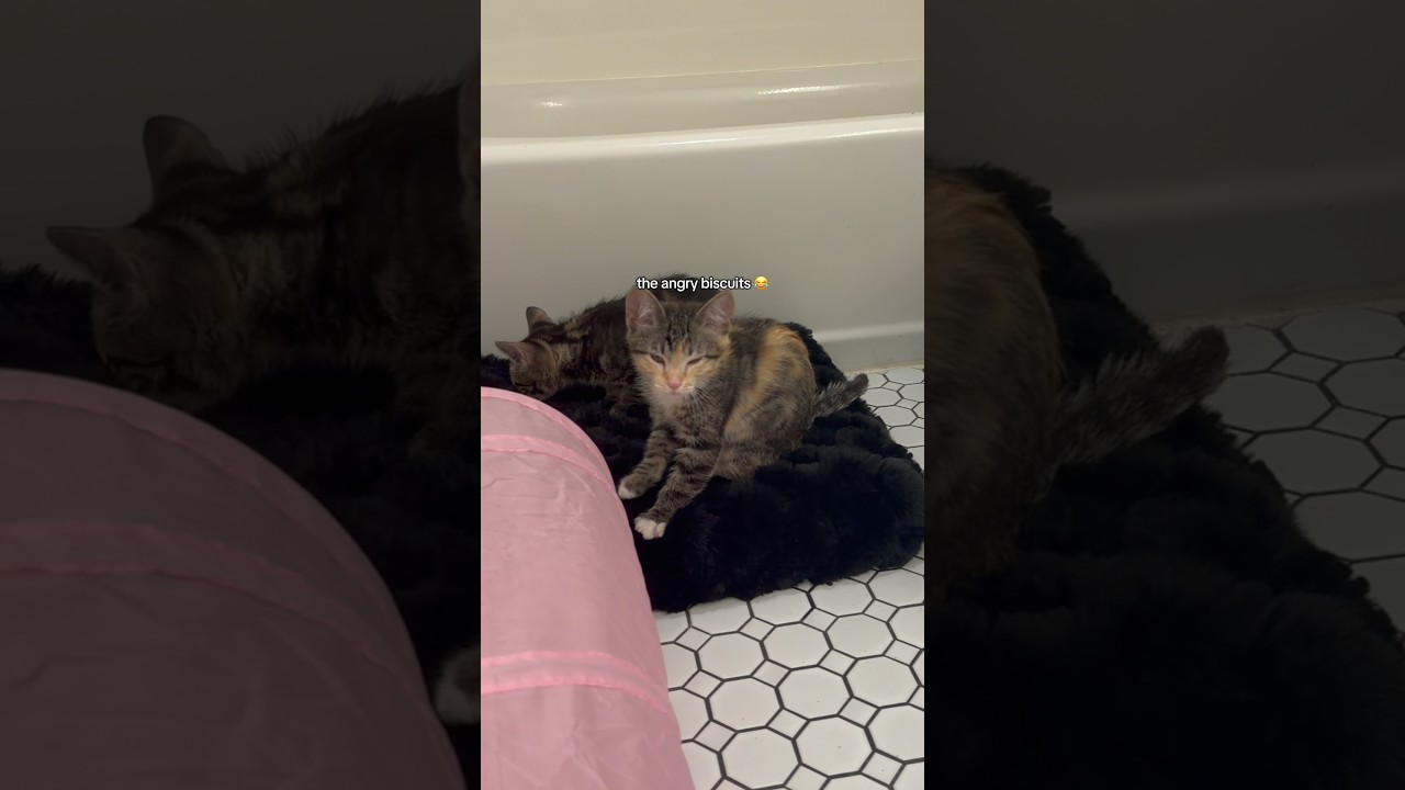 он превратился в настоящего хулигана 😂 #злыекотята #котятанапередержке