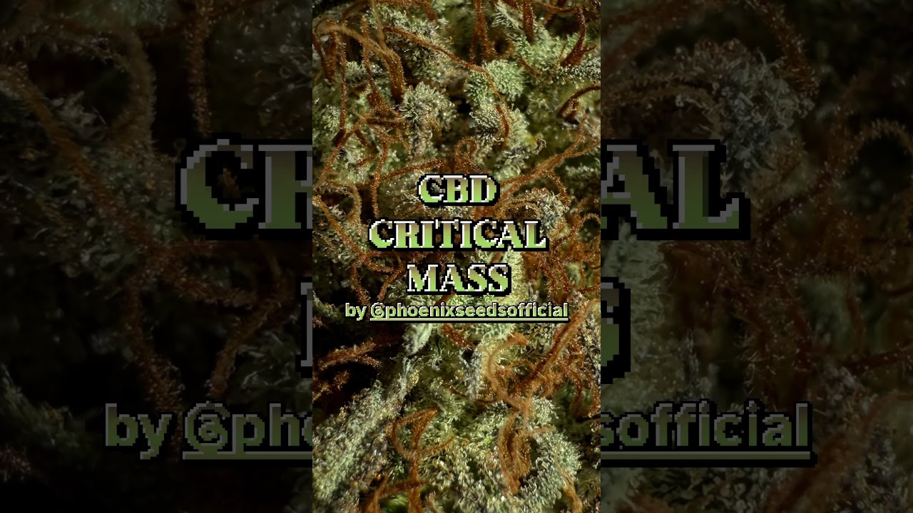 CBD Critical Mass by Phoenix Seeds
