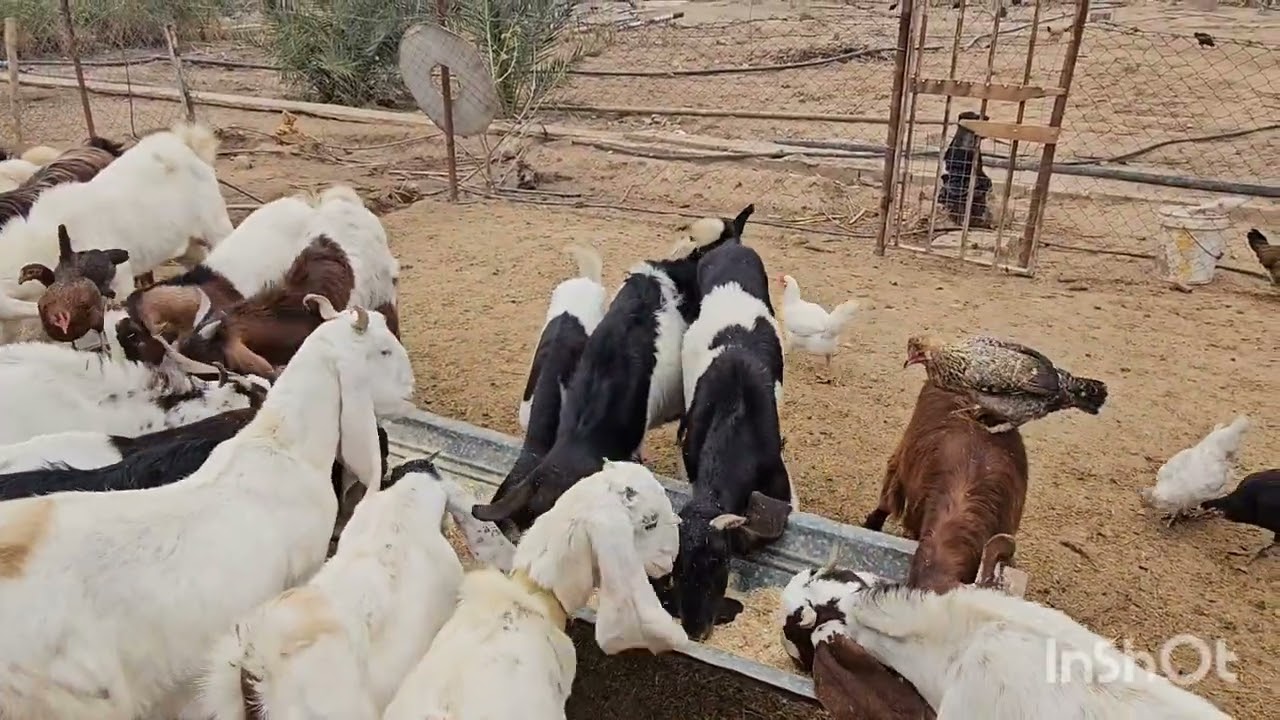 نصب مرشات المزرعه ونزول الغيث والصقيع بعد الغيث صعود اسعار الحلال.