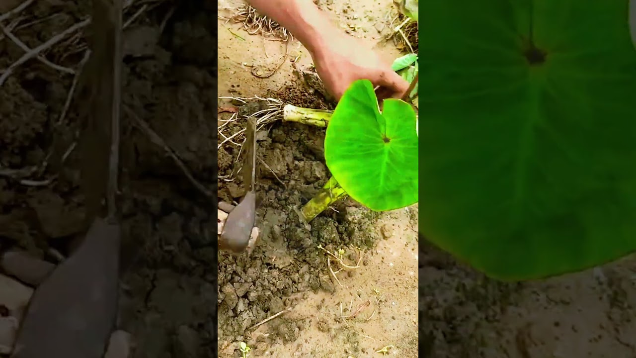 Satisfying Taro Root Harvest! 🥬 #farmoratv #nature #asmr