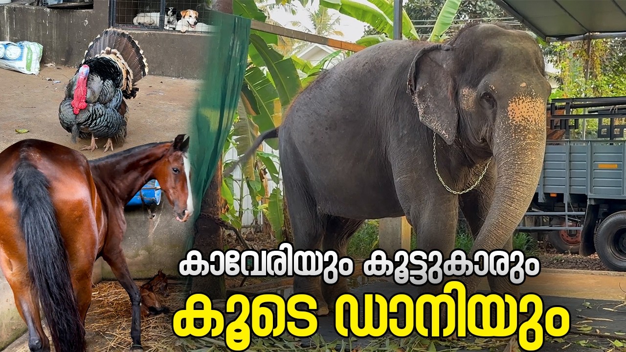 കാവേരിയും കൂട്ടുകാരും കൂടെ ഡാനിയും  I Kaveri Elephant Malappuram #aana #kaveri #elephant