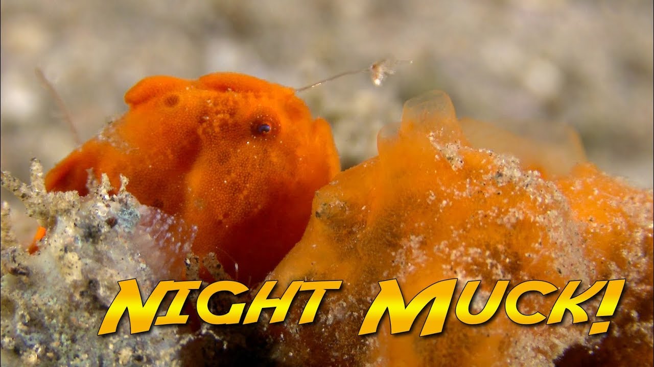 Philippines Muck Diving at Night! | JONATHAN BIRD'S BLUE WORLD