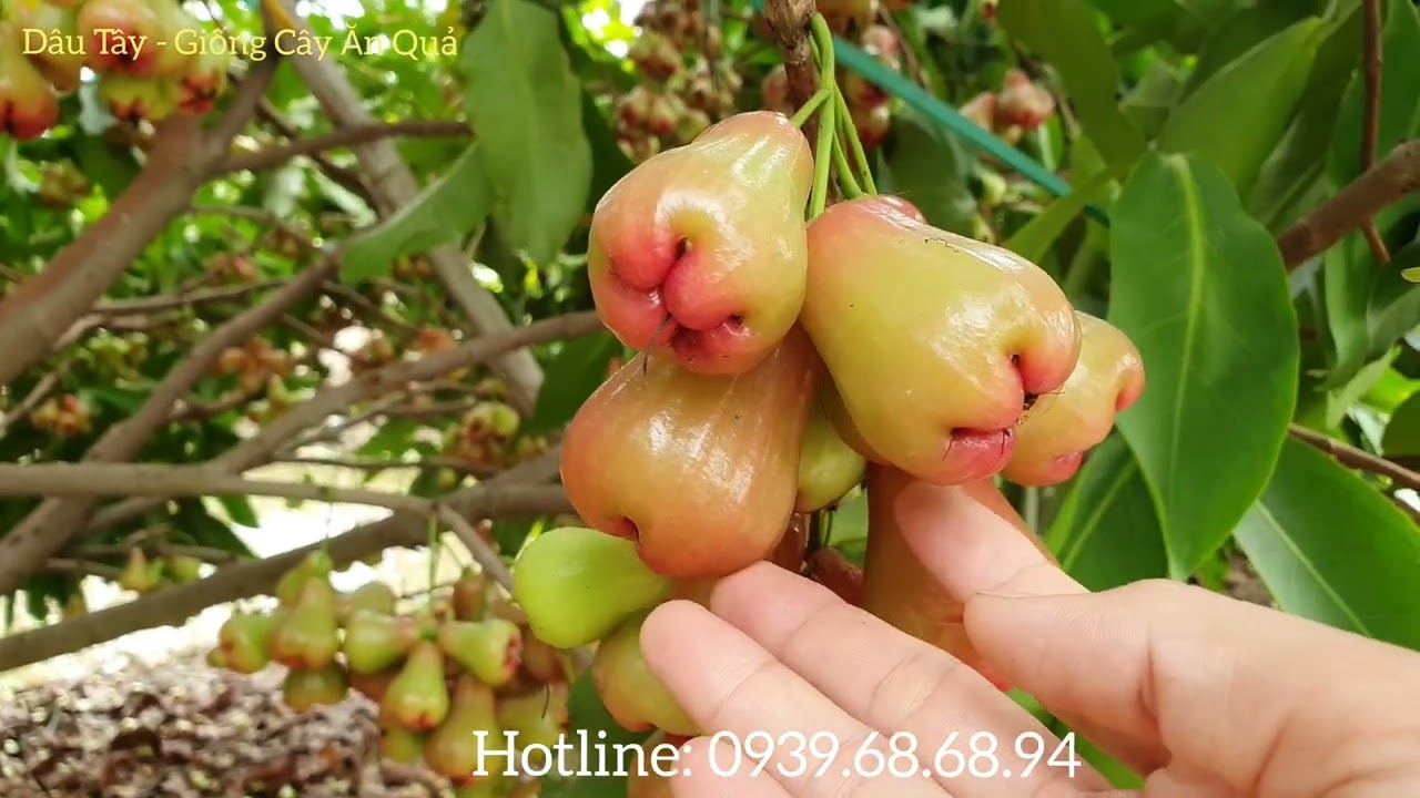 Chăm sóc mận an phước ra trái quanh năm