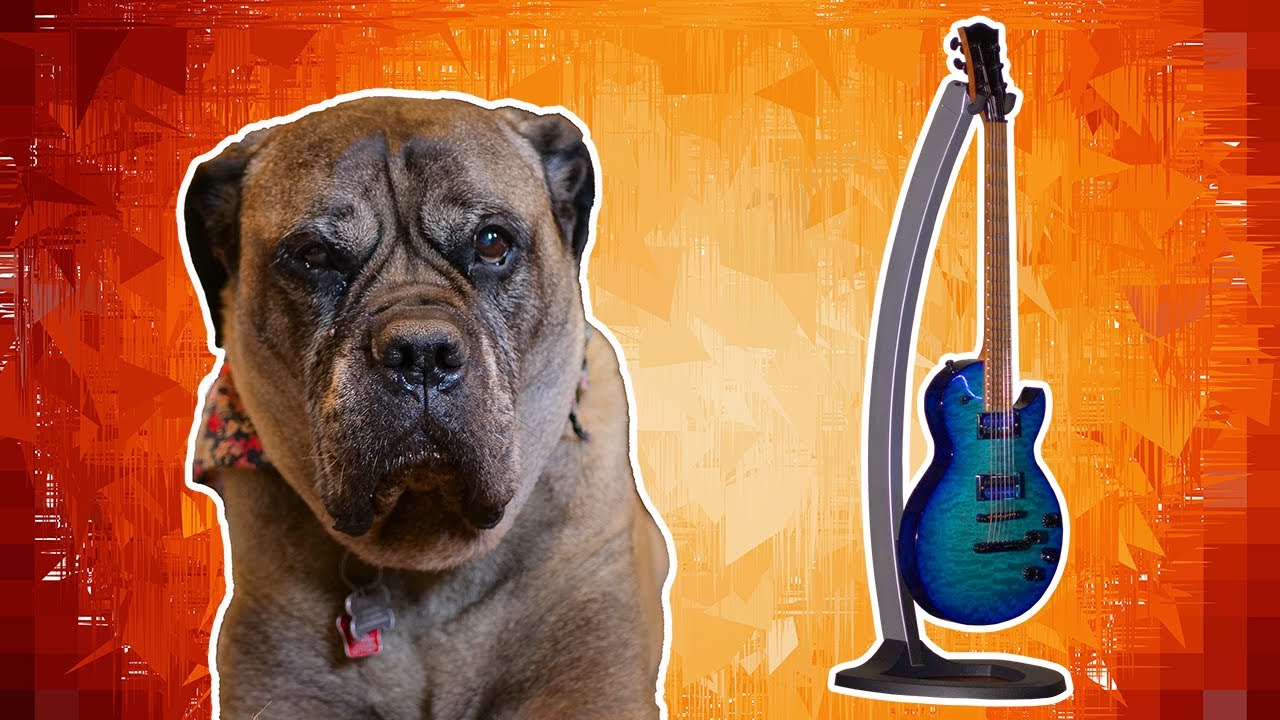 $140 PRS Guitar Stand! WOOF!