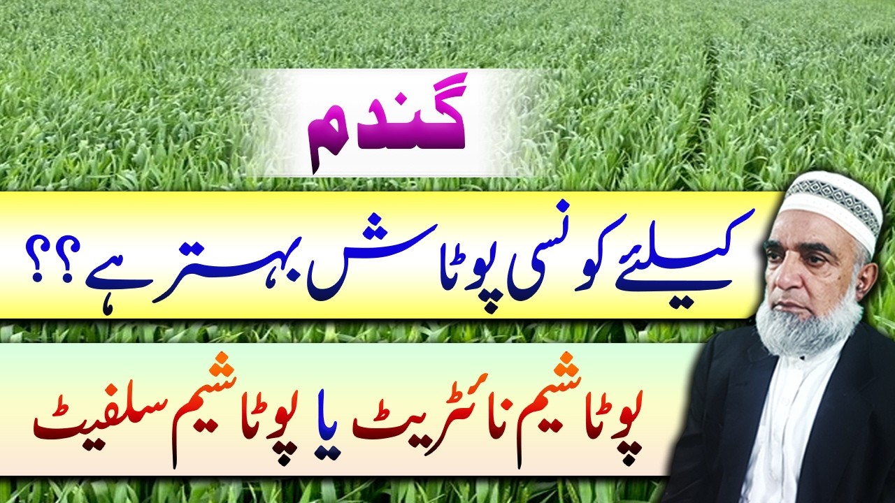 Potassium Nitrate vs Potassium Sulphate in Wheat | Best Choice for Wheat || Crop Reformer
