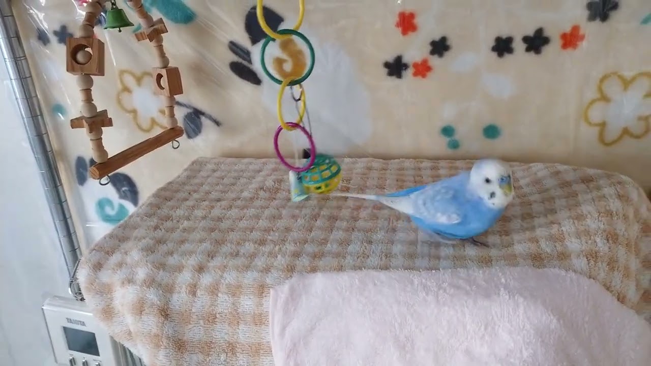放鳥のときの低温火傷防止のためケージ上はバスタオルで覆うようにした。#セキセイインコ